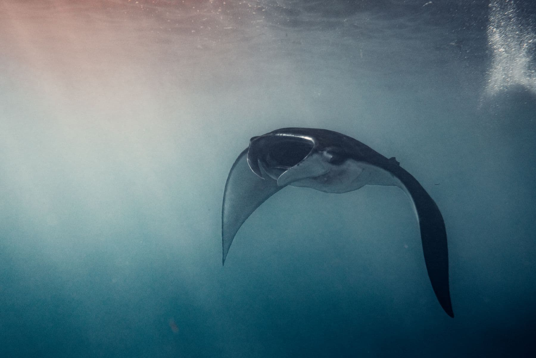 Manta ray underwater