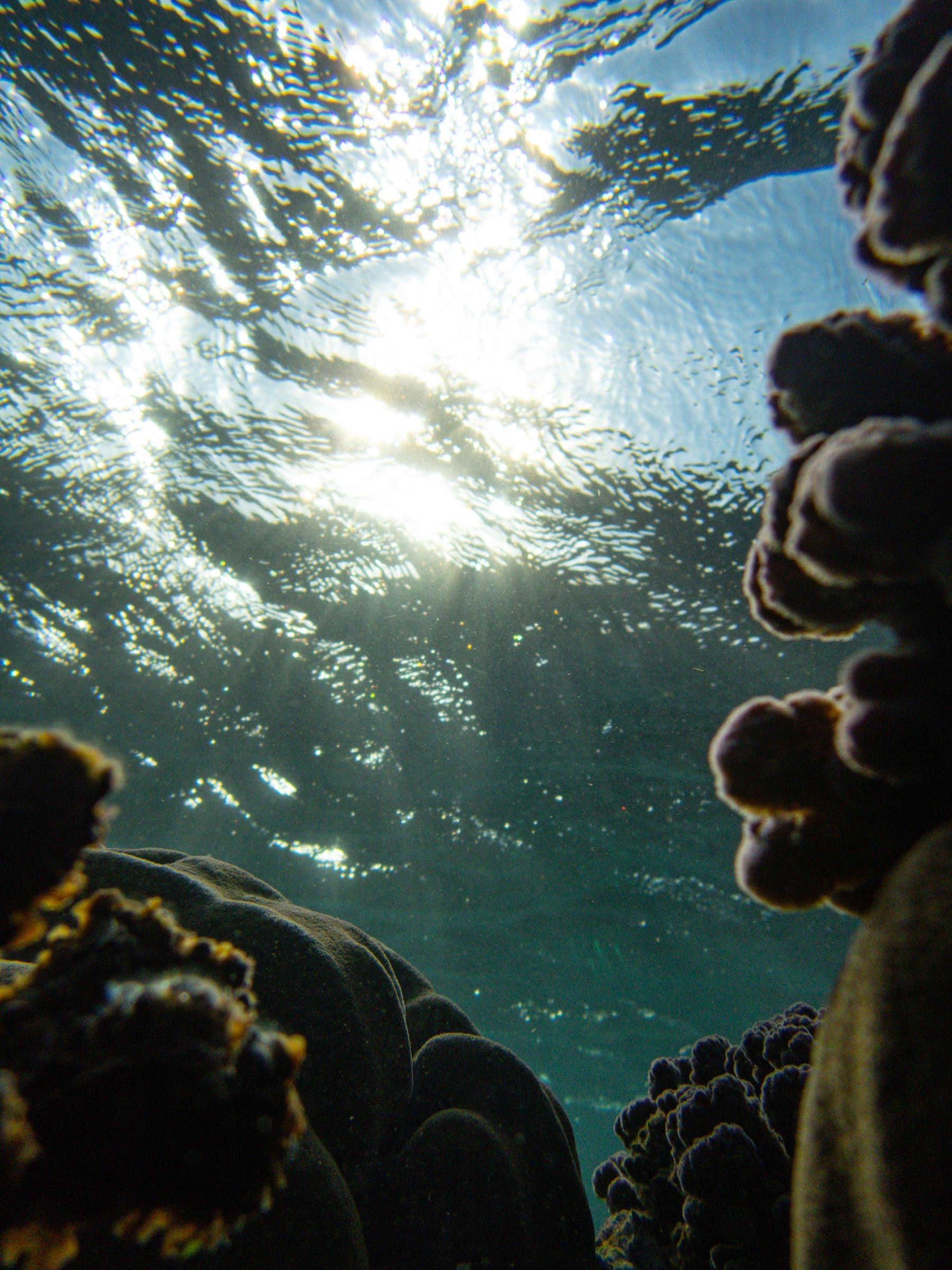 Reef wall in blue water